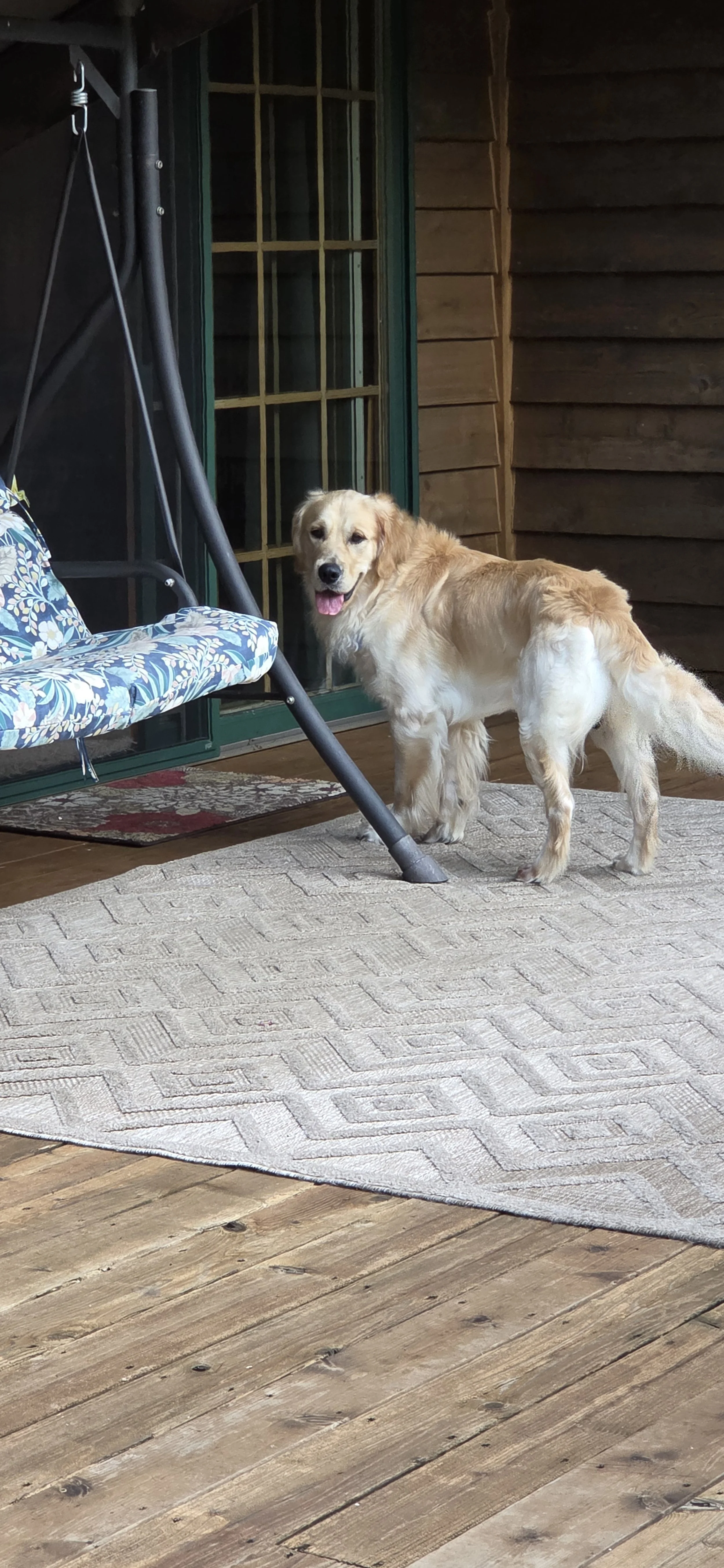 Murphy — Golden Retriever Rescue of Wisconsin